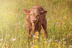 LED and livestock